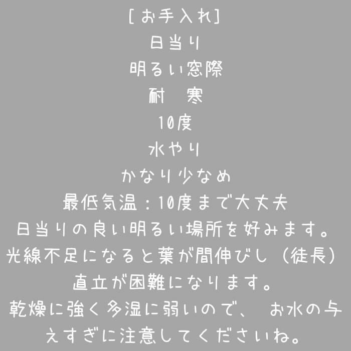 観葉植物現品販売