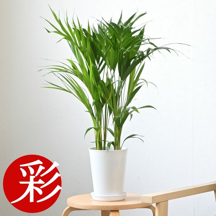 観葉植物 アレカヤシ 6号鉢 キャラメルブラウン鉢カバー付