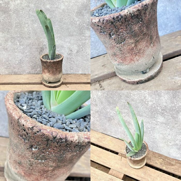 観葉植物現品販売