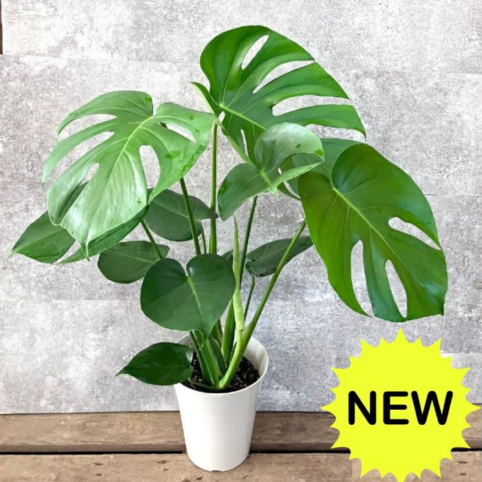 観葉植物 本物 【新品】モンステラ6号サイズ 人気商品 室内用 レビュー