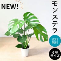 観葉植物現品販売