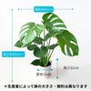 観葉植物現品販売