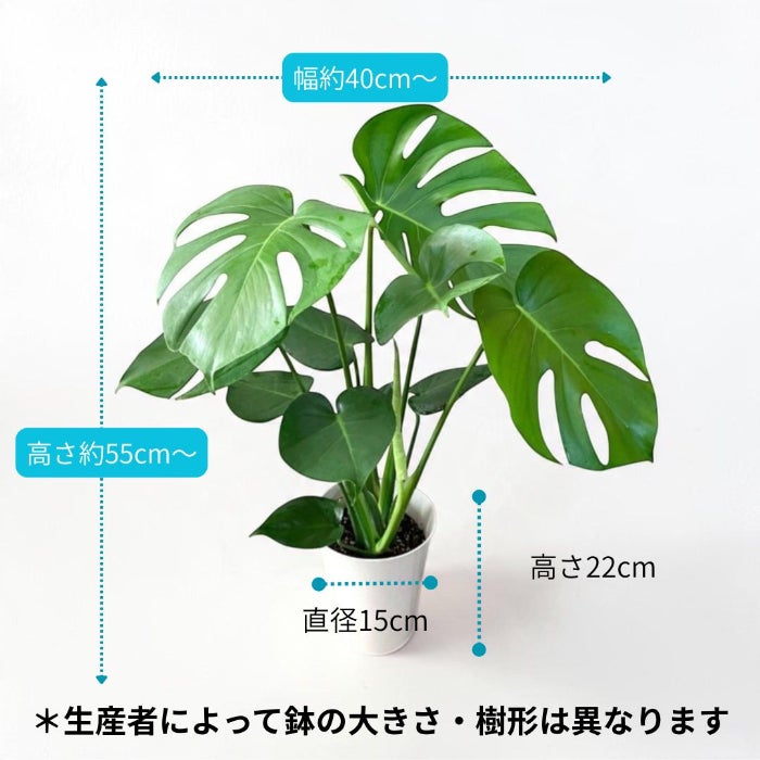 観葉植物現品販売
