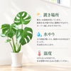 観葉植物現品販売