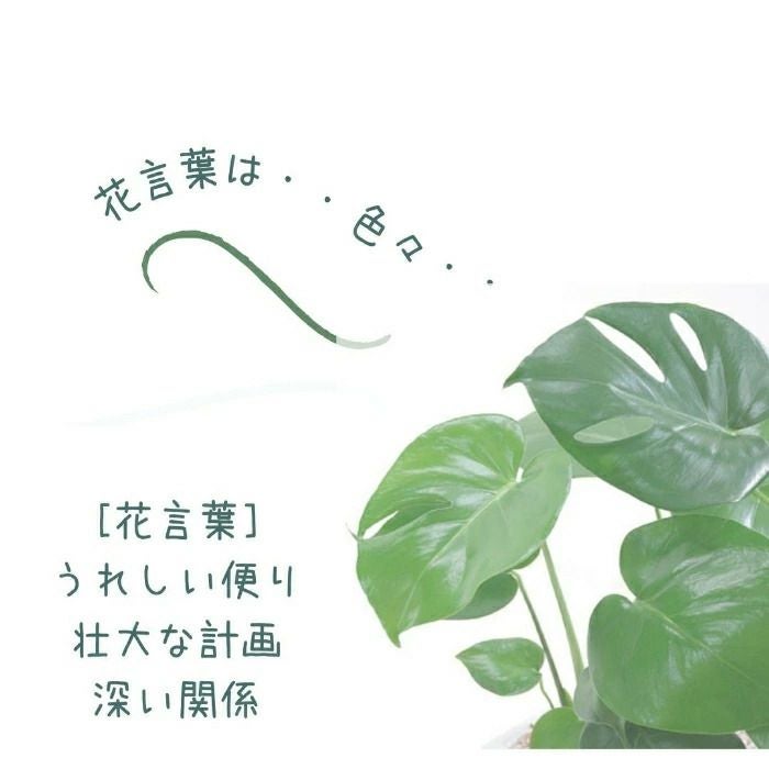 観葉植物現品販売