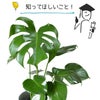 観葉植物現品販売