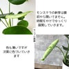 観葉植物現品販売