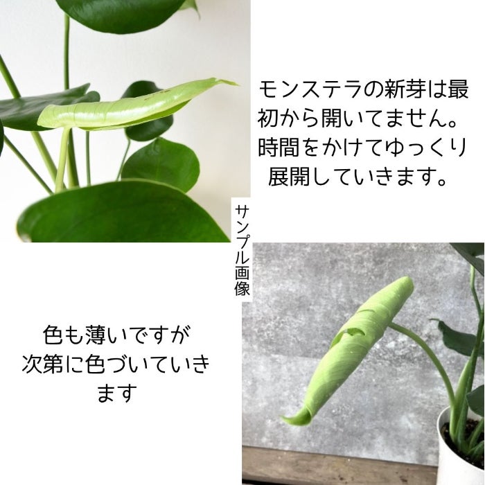 観葉植物現品販売