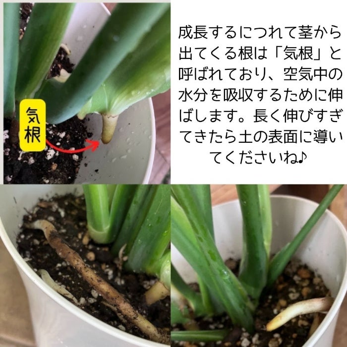 観葉植物現品販売