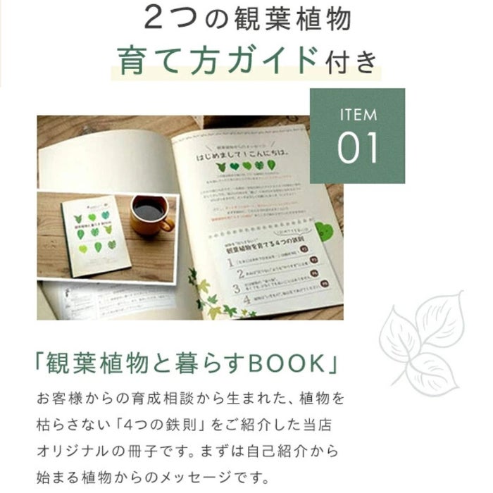 観葉植物現品販売