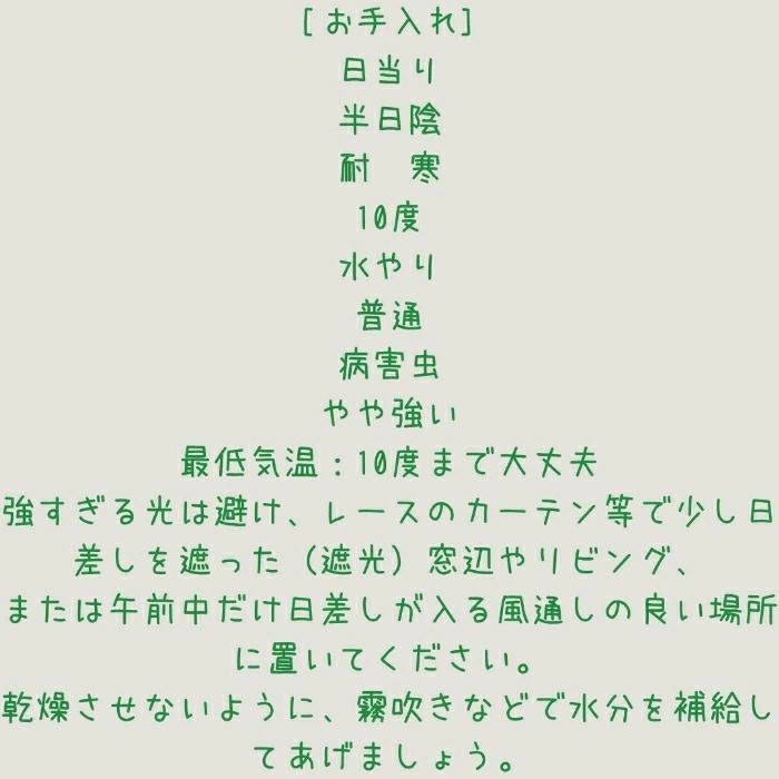 観葉植物現品販売