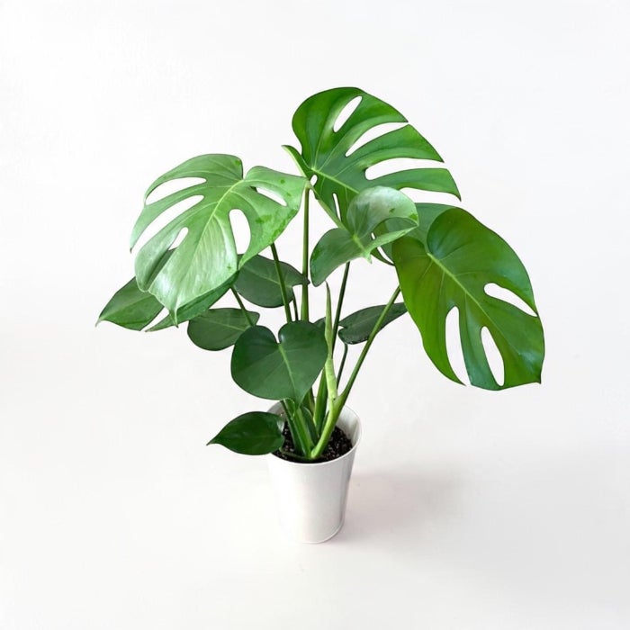 観葉植物現品販売