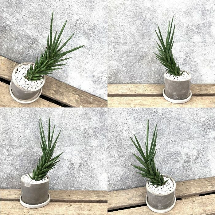 観葉植物現品販売