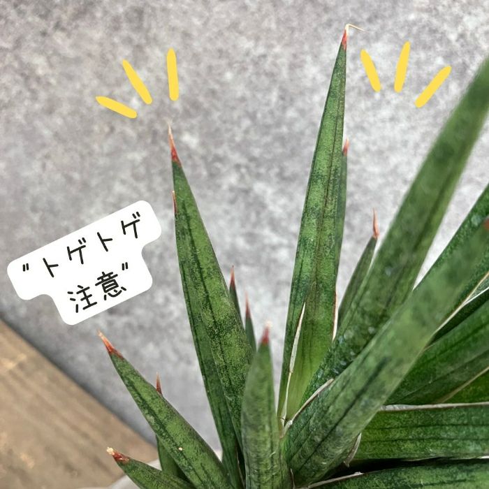 観葉植物現品販売