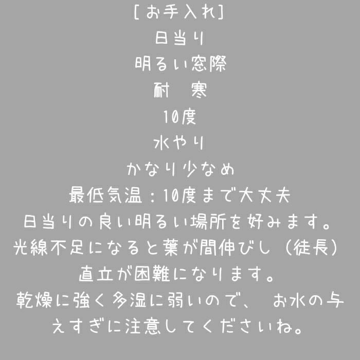 観葉植物現品販売