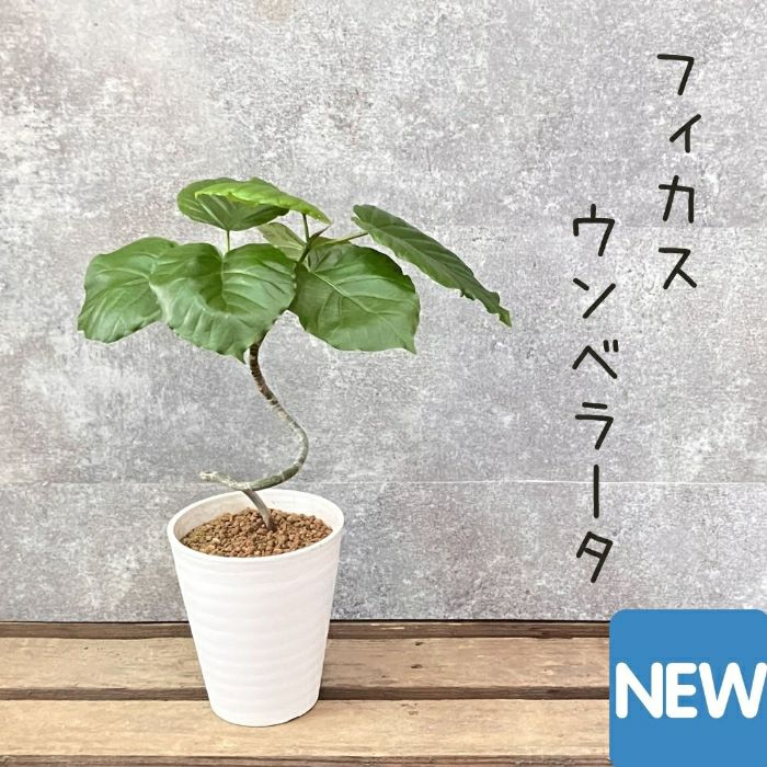 観葉植物現品販売