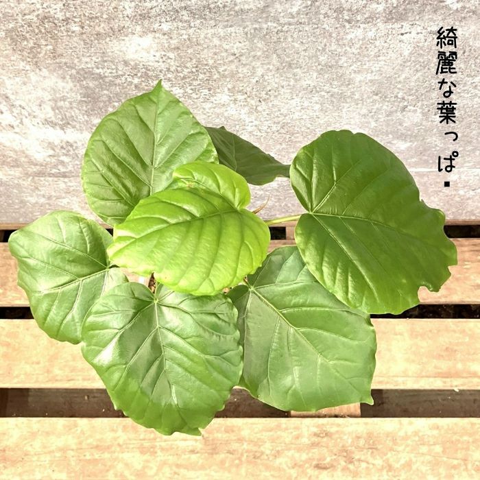観葉植物現品販売