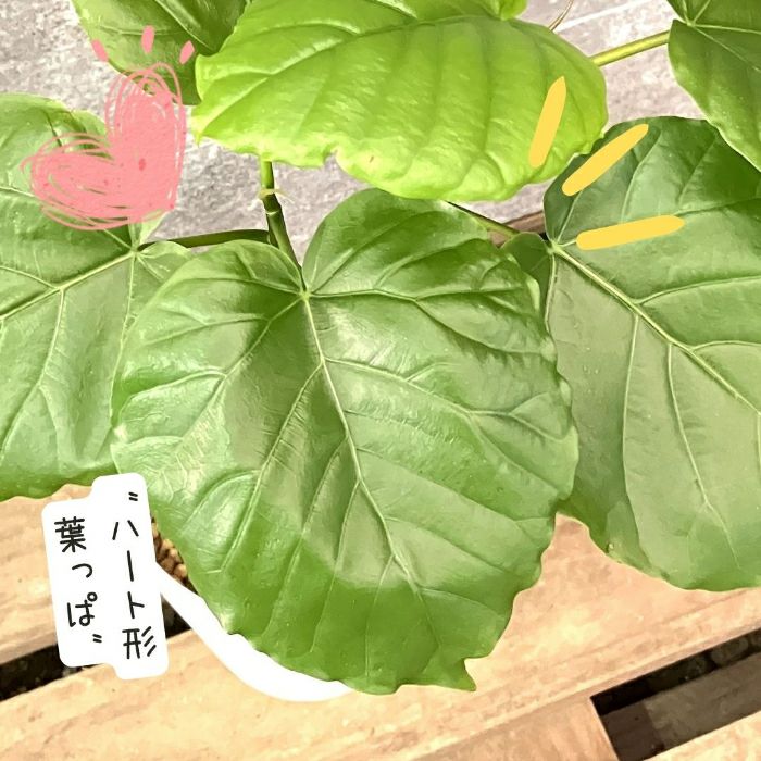 観葉植物現品販売