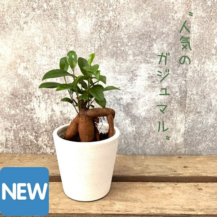 観葉植物 現品 ガジュマル 【アウトレット】