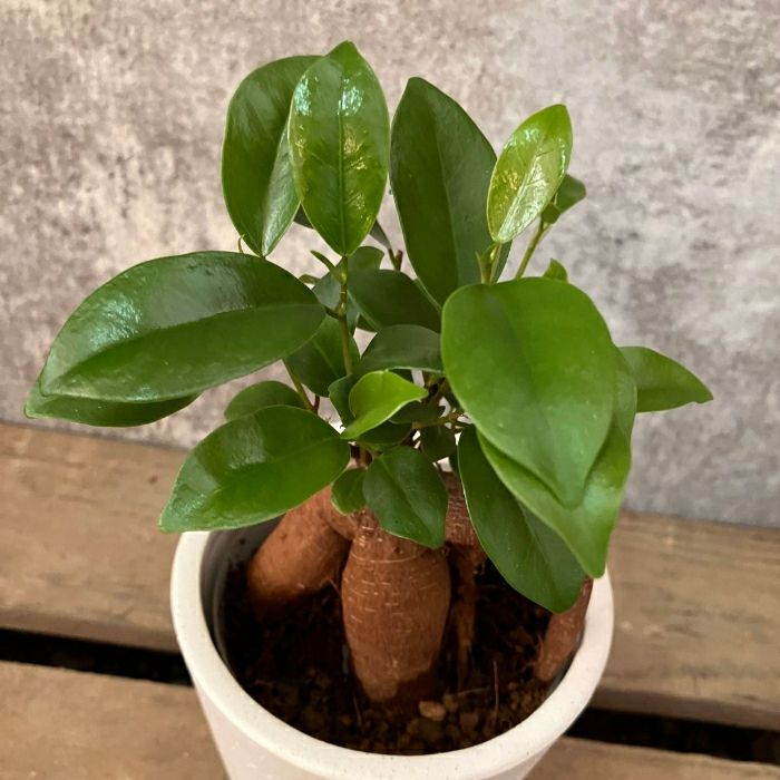 観葉植物現品販売