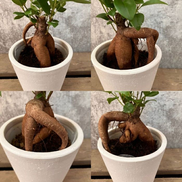 観葉植物現品販売