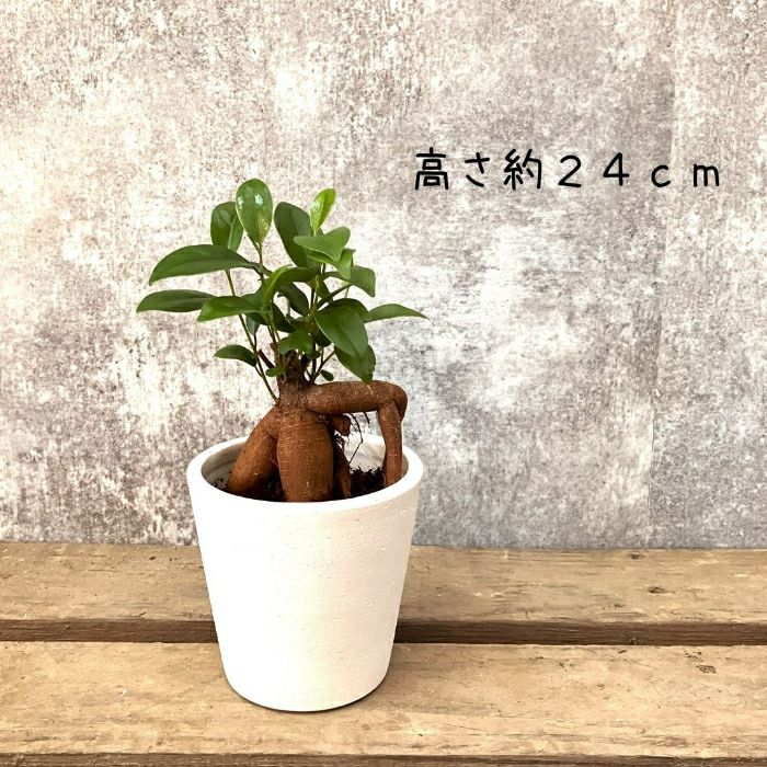 観葉植物現品販売