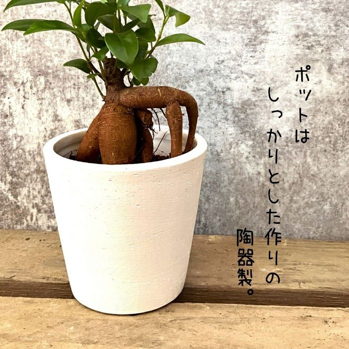 観葉植物現品販売
