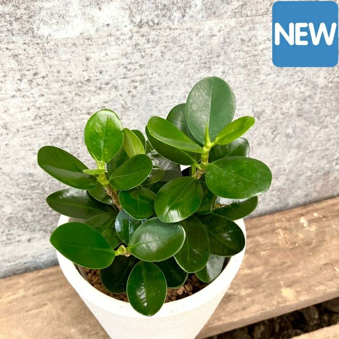 観葉植物現品販売