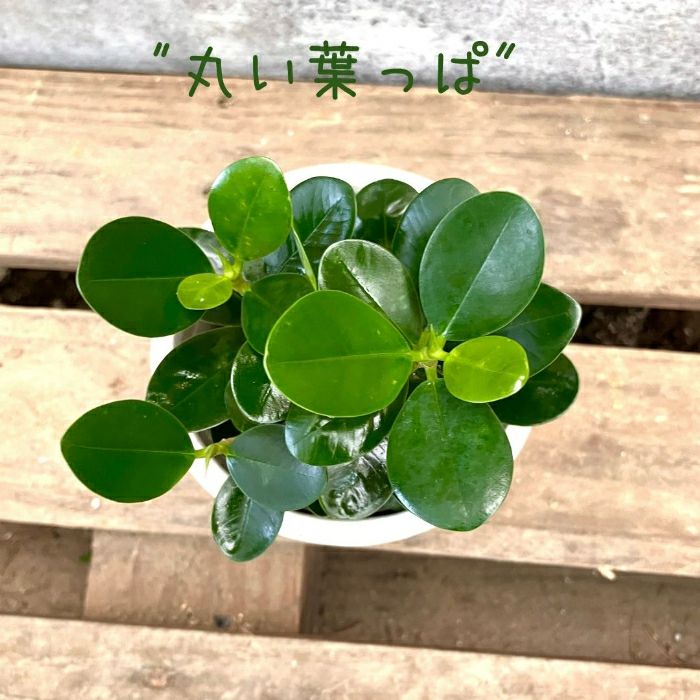 観葉植物現品販売