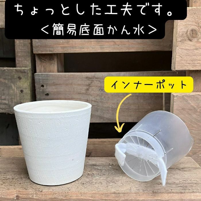 観葉植物現品販売