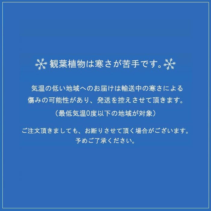 観葉植物現品販売