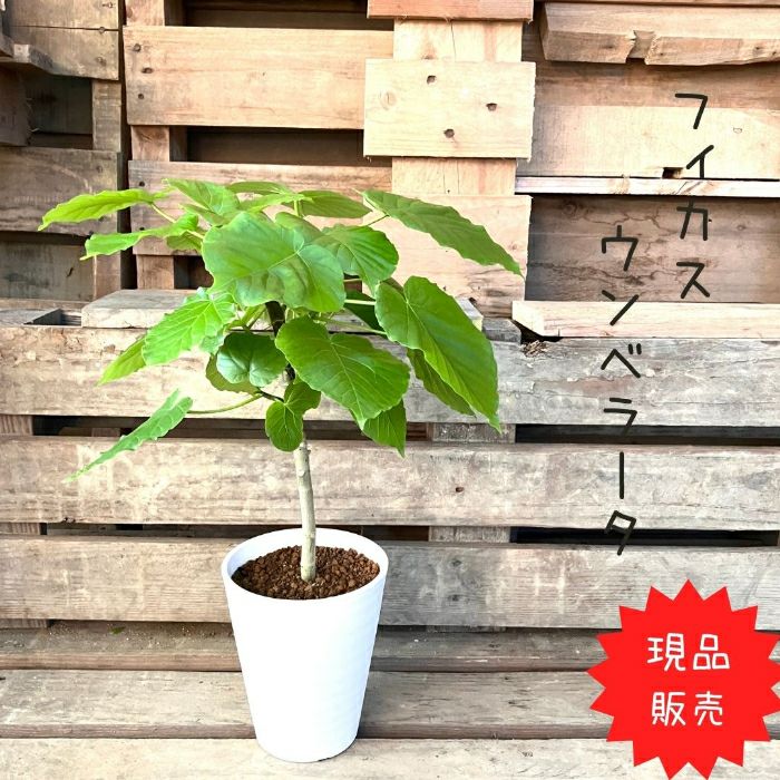 観葉植物現品販売