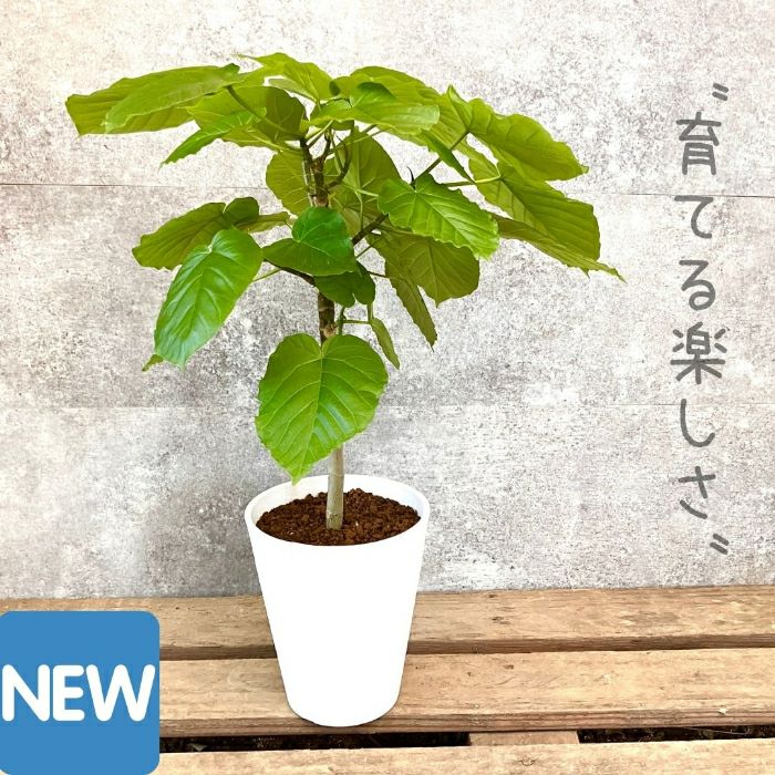 観葉植物現品販売