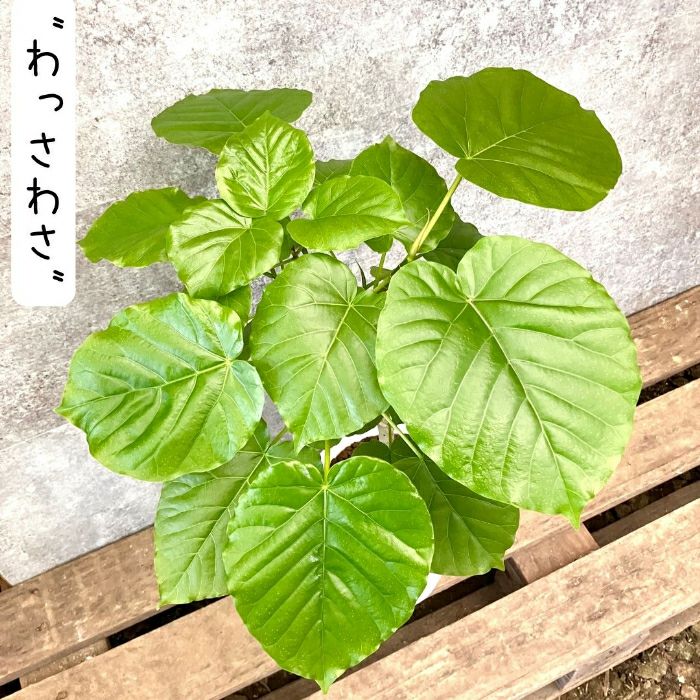 観葉植物現品販売