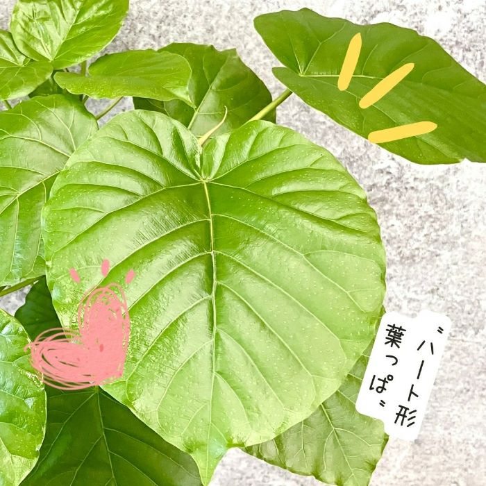 観葉植物現品販売