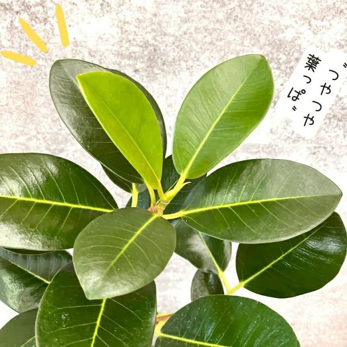 観葉植物現品販売