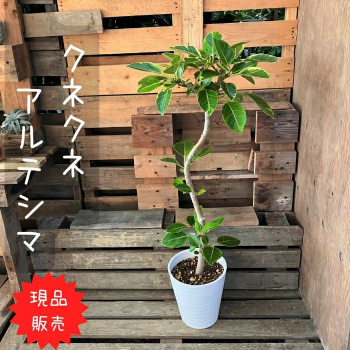 観葉植物現品販売