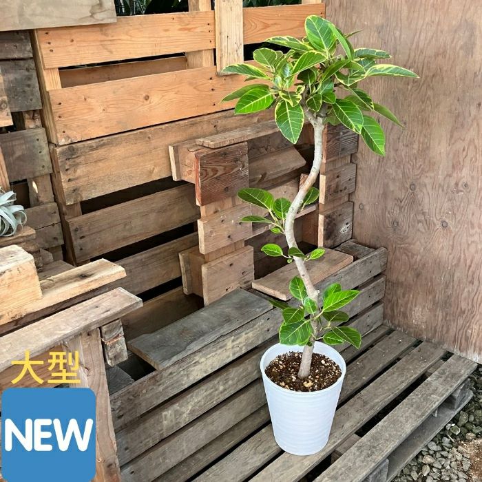 観葉植物現品販売