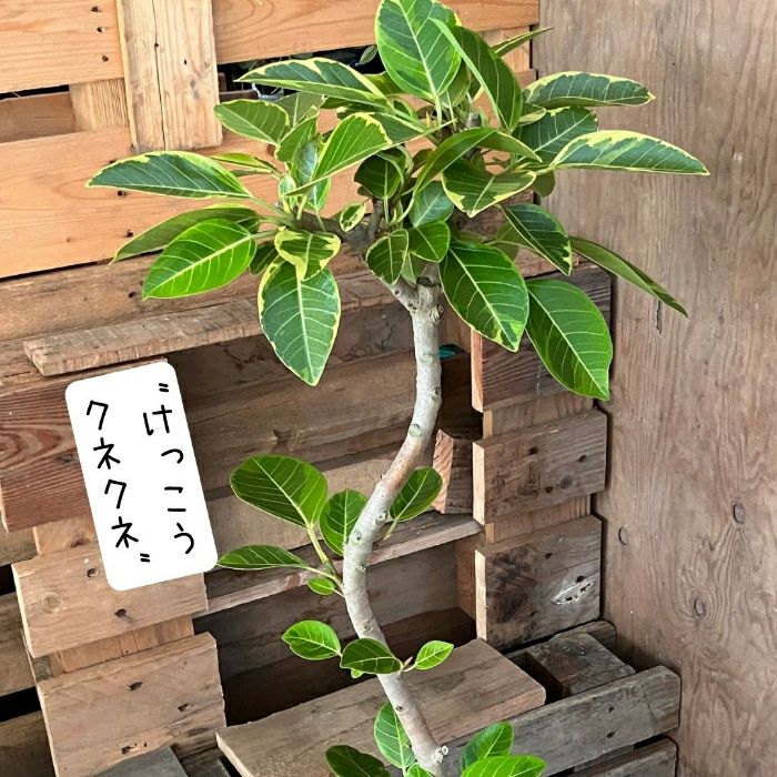 観葉植物現品販売