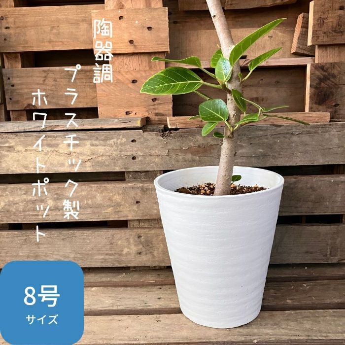 観葉植物現品販売