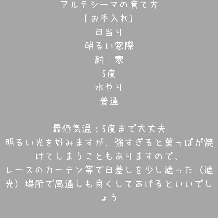 観葉植物現品販売