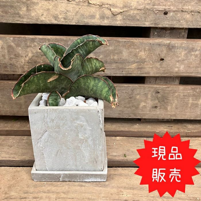 観葉植物現品販売