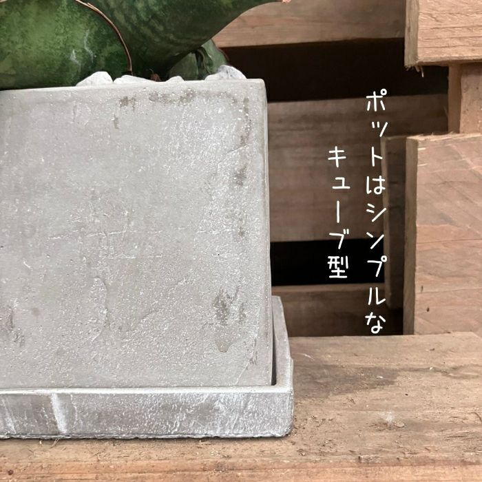 観葉植物現品販売