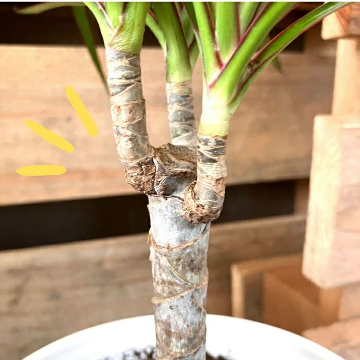 観葉植物現品販売