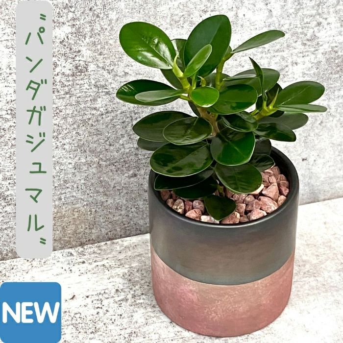 観葉植物現品販売