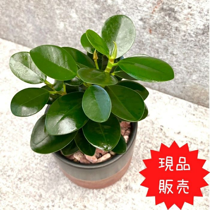 観葉植物現品販売