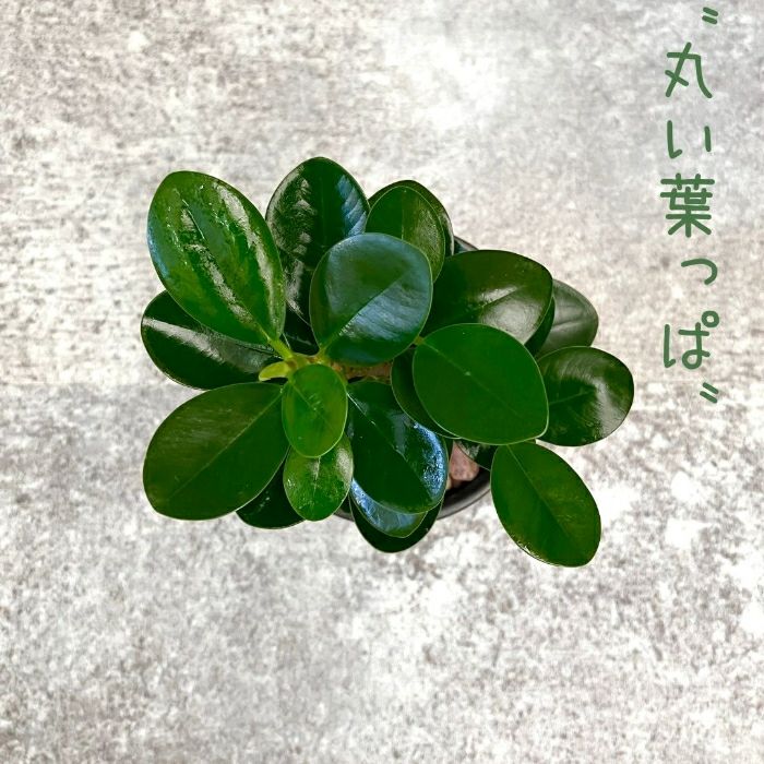 観葉植物現品販売