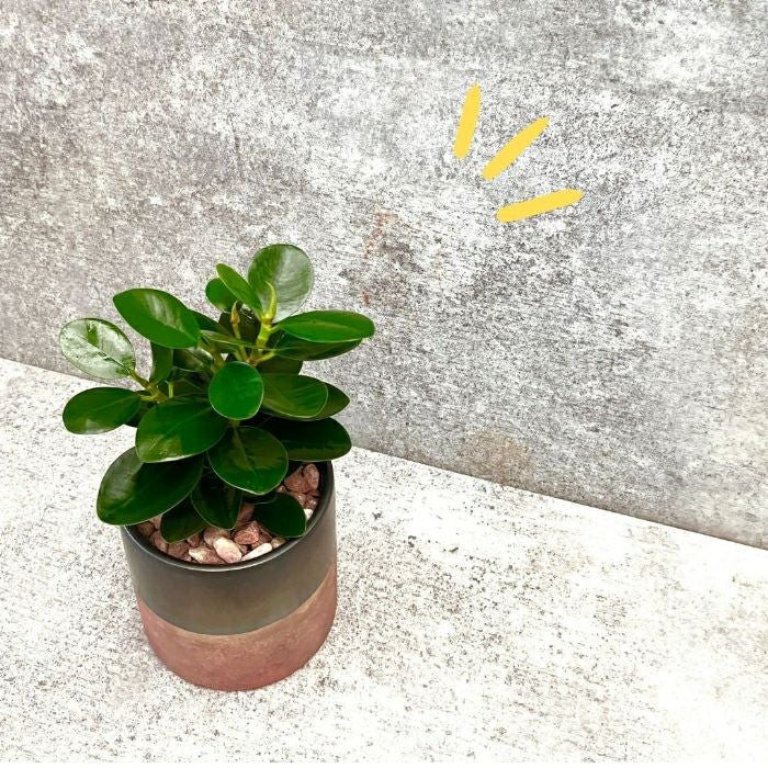 観葉植物現品販売