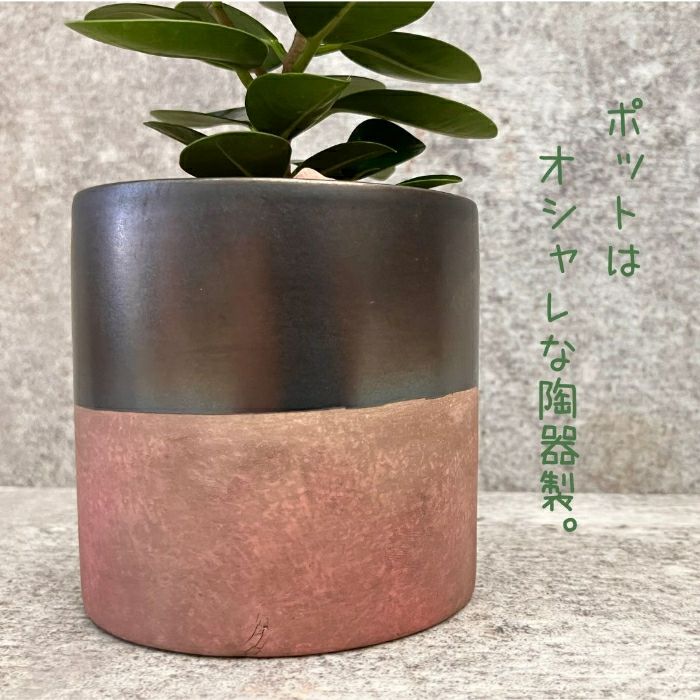 観葉植物現品販売