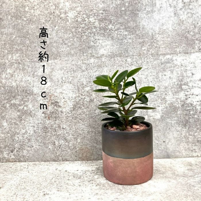 観葉植物現品販売